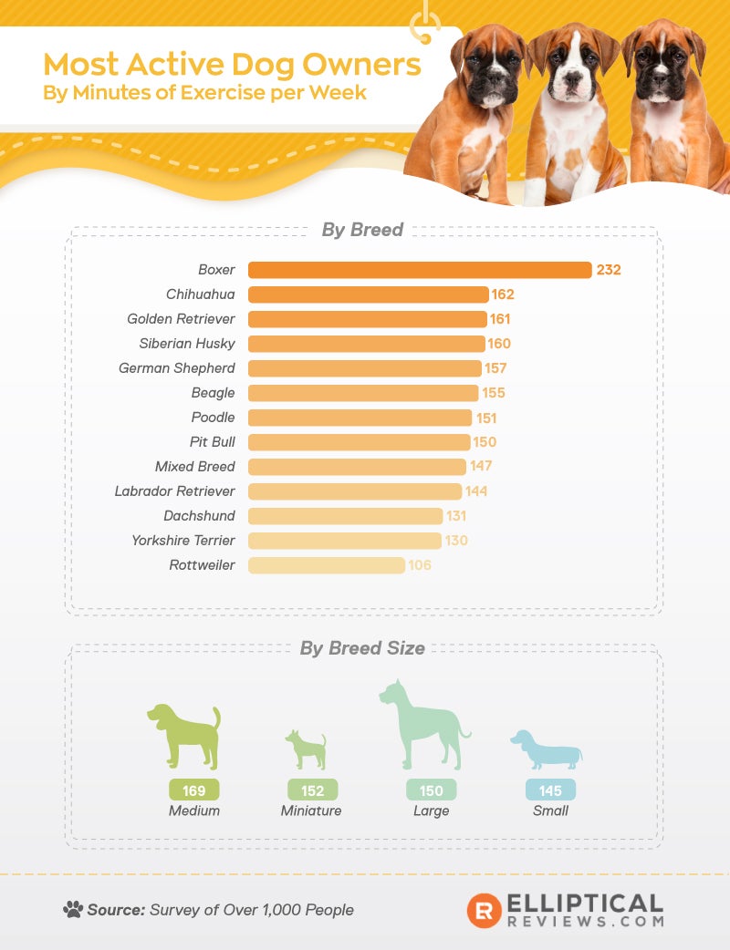Most active dog owners by minutes of exercise per week. Owners of boxers top the chart with 232 minutes, while Rottweiler owners are at the bottom with 106 minutes. Owners of medium size dogs get 169 minutes of exercise per week, the highest among ranking by breed sizes.